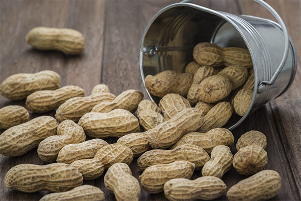 Gefahren und Kontraindikationen von Erdnüssen
