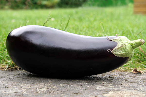 Eggplant in medicine