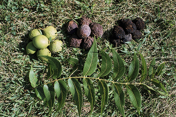 Jaká je užitečnost listů černého ořechu