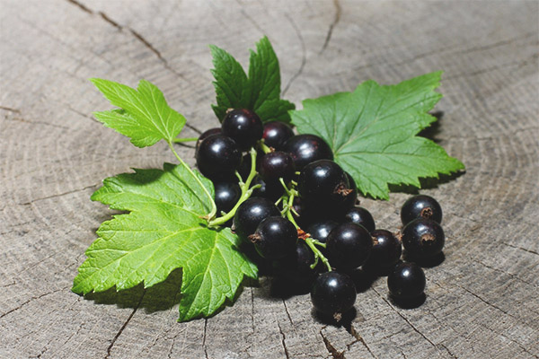 What is the usefulness of black currant leaves