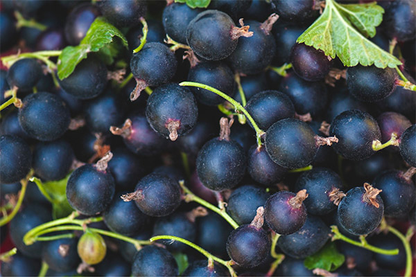 Interesting facts about black currant