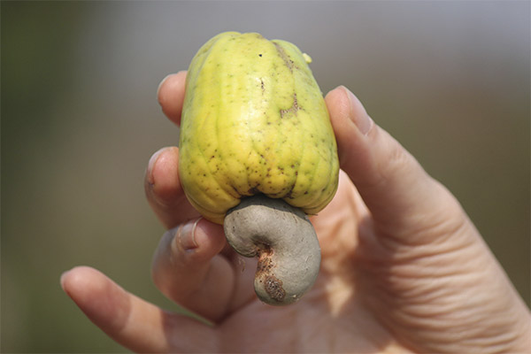 Interessante fakta om cashewnødder
