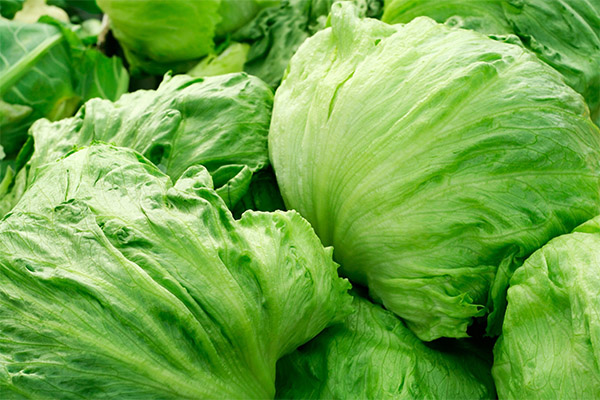 Interesting facts about iceberg lettuce