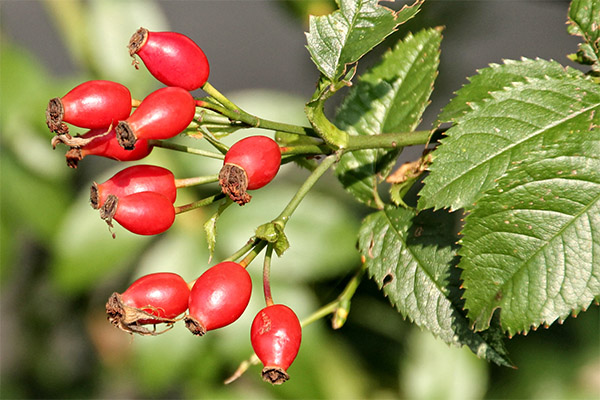 Interesting facts about rosehips