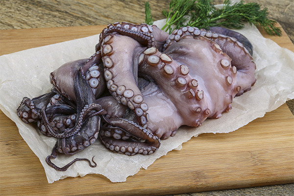 Interessante fakta om blæksprutter