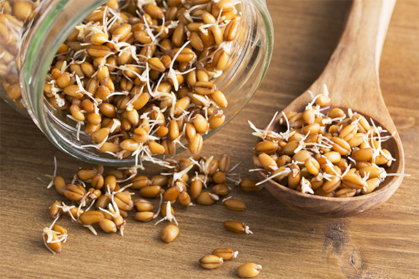 How to use germinated wheat