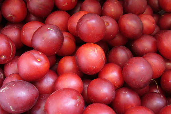 How to choose and store cherry plums
