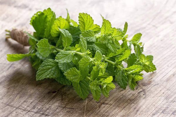 When to pick mint for jam