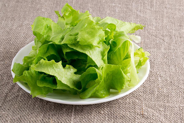 Léčebné účinky ledového salátu