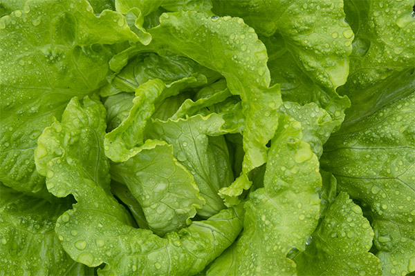 Leaf lettuce in cosmetics