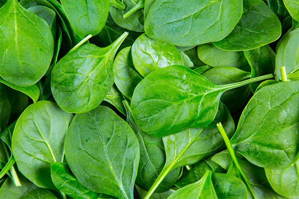 Spinach can be given to animals