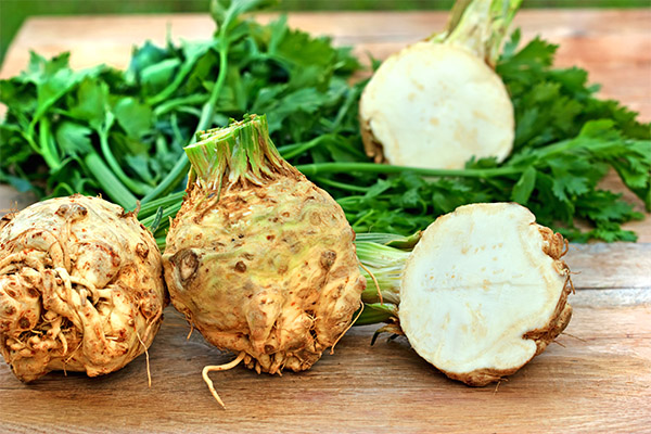 Useful properties of celery root