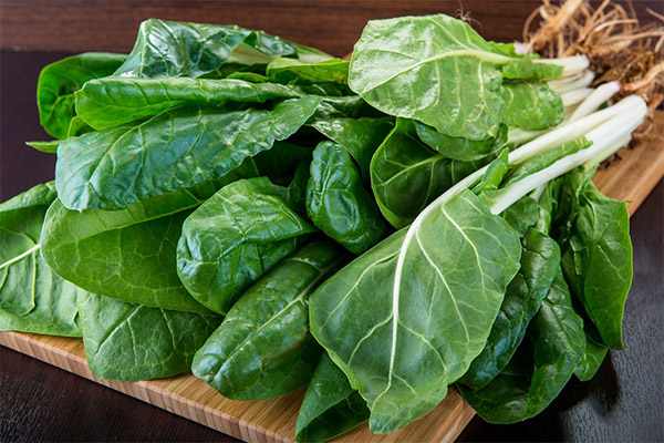 Benefits and Use of Chard Leaves