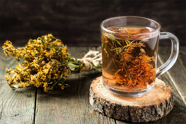 Fordele og skadevirkninger ved te af perikumurt