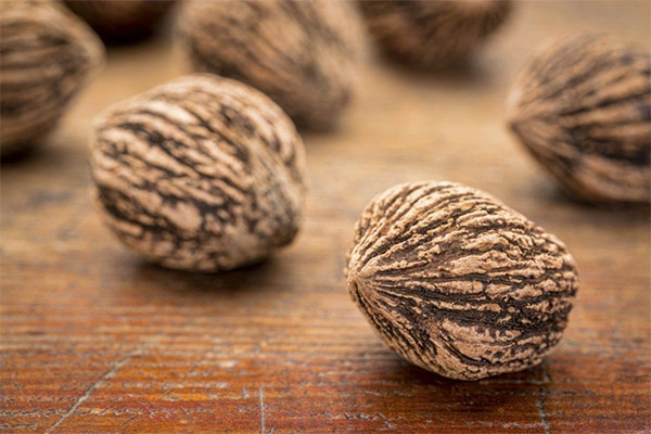 Přínosy a škody černého ořechu