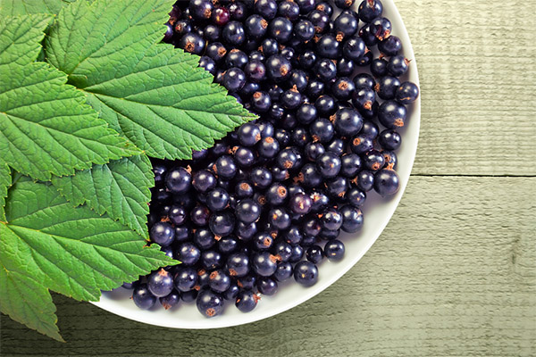 The benefits and harms of black currant