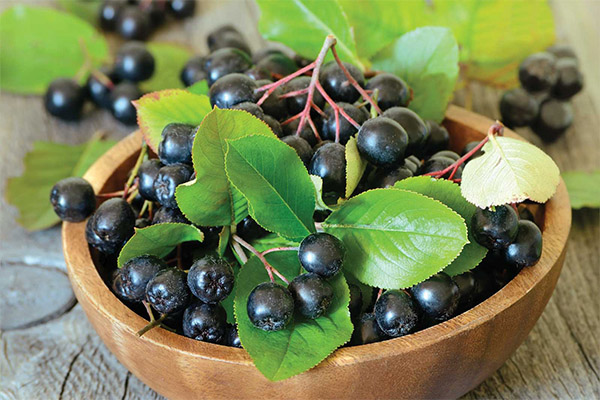 The benefits and harms of black chokeberry