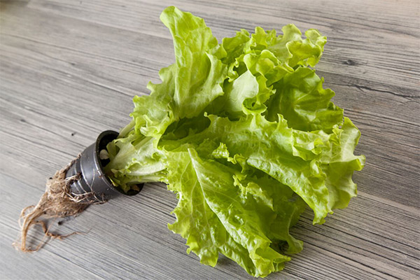 Přínosy a škody listového salátu