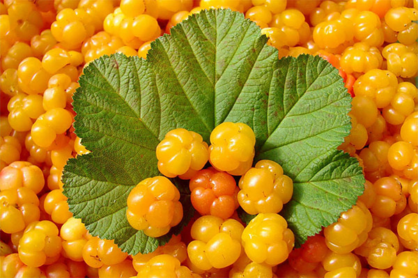 The benefits and harms of cloudberry