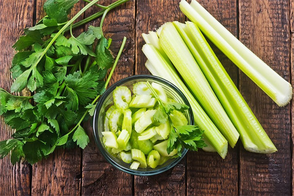 Recipes of folk medicine based on celery
