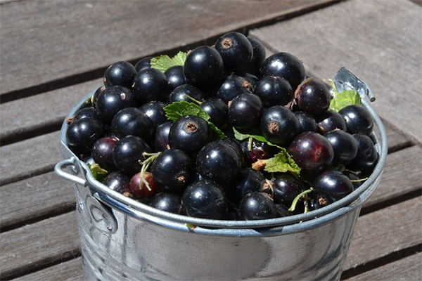 Blackcurrant picking and storage