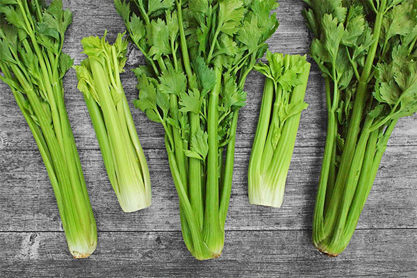 Celery in medicine