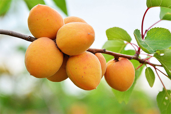 Apricots in medicine