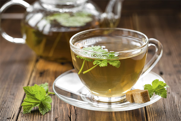 Currant Leaf Tea in Medicine