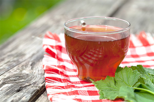 What is useful currant leaf tea