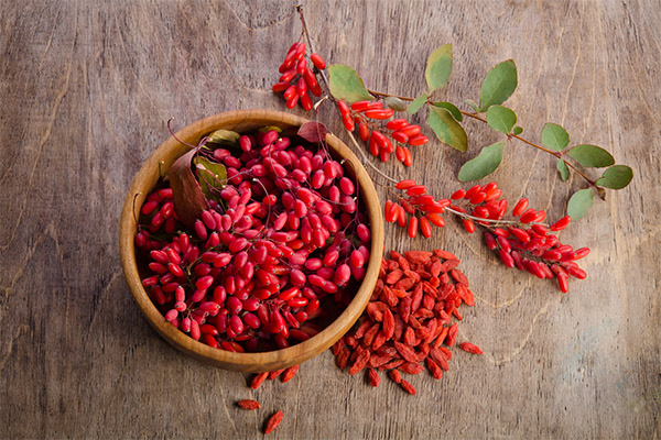 What is useful dried barberry