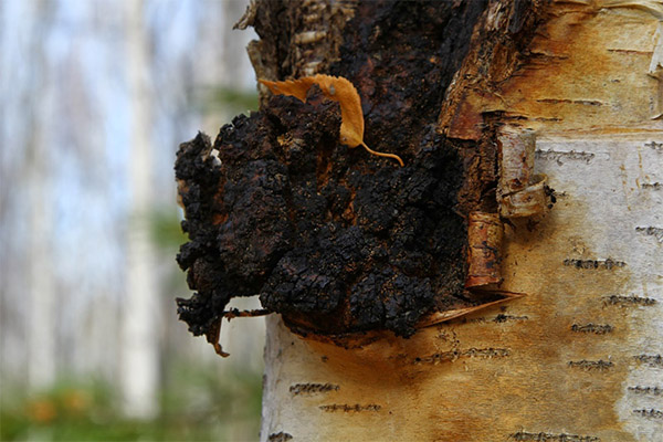 What is useful for chaga