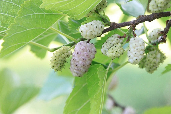 Hvor nyttige mulberry blade