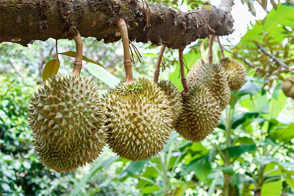 Le durian dans la culture