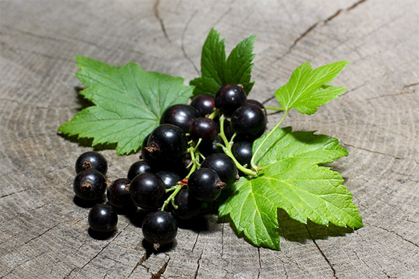 Interesting facts about black currant