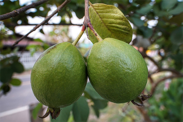 Fakten über Guaven