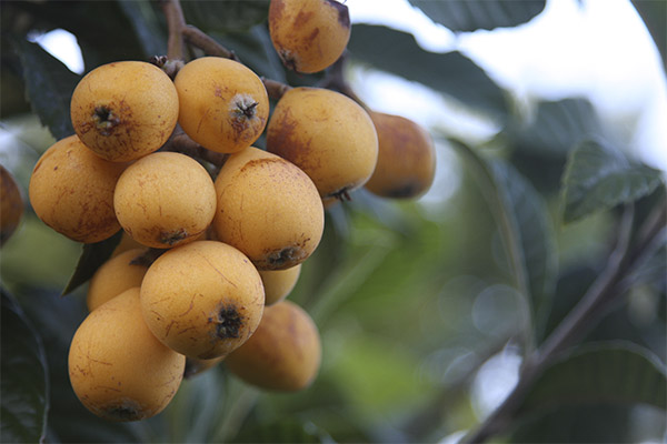 Interesting facts about the medlar fruit