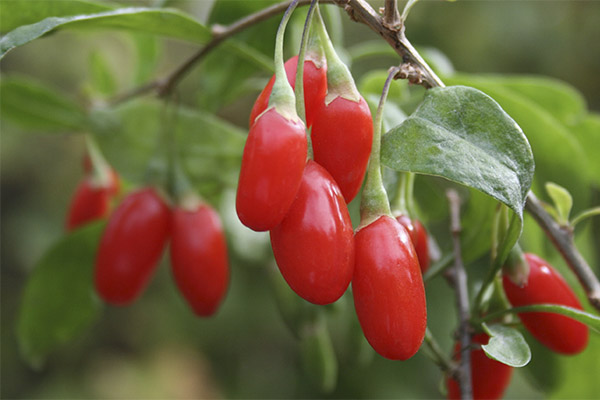 Interesting facts about goji berries