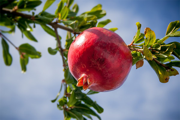 Interesting facts about the pomegranate