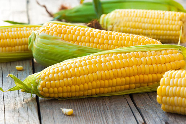 Interessante Fakten über Mais