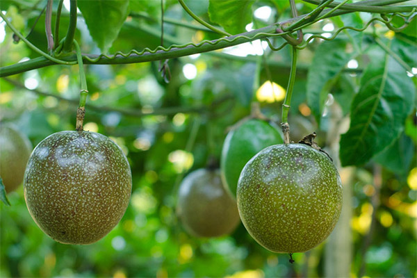 Interesting facts about passion fruit