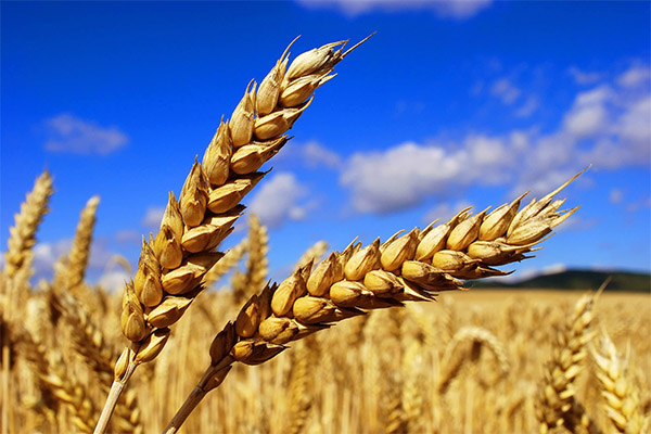 小麦に関する興味深い事実