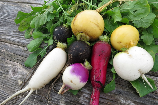 Interesting facts about radishes