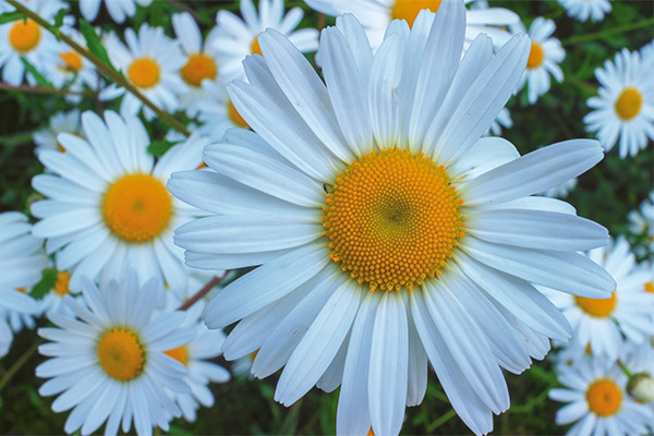 Interesting facts about chamomile