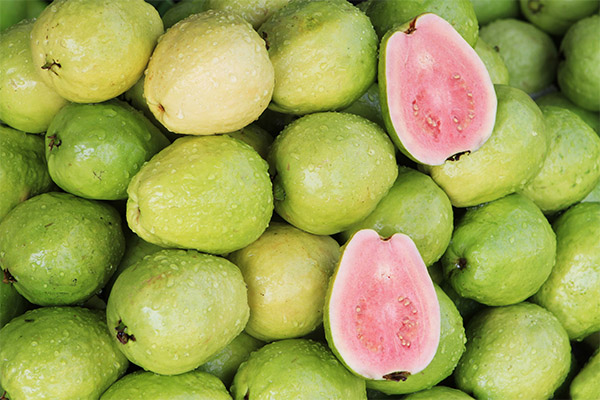 Wie man Guaven pflückt und lagert