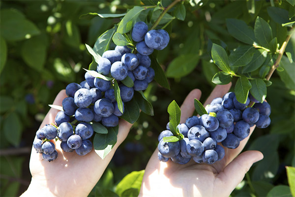 Hvornår skal man høste og hvordan man opbevarer blåbær
