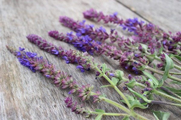 When to harvest and how to store sage