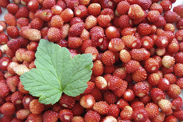 When to pick and how to store strawberries