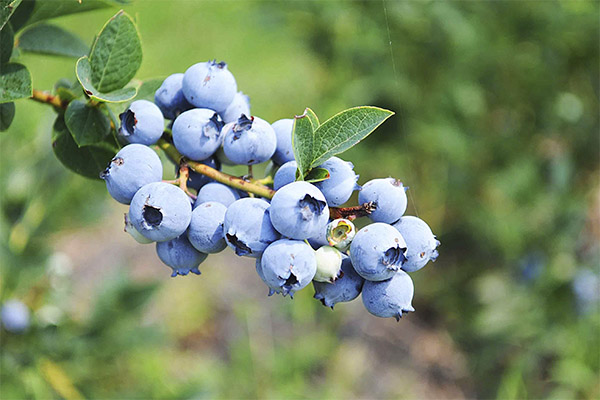 Nyttige egenskaber ved blåbær