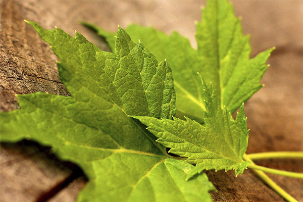Les propriétés bénéfiques des feuilles de groseille