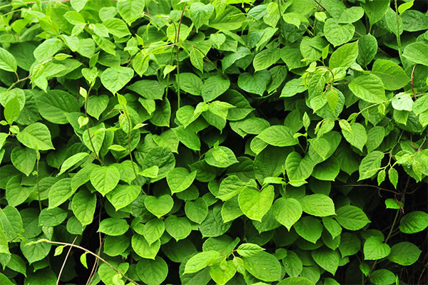 Useful properties of lemongrass leaves